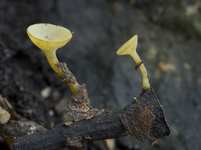 Lanzia luteovirescens